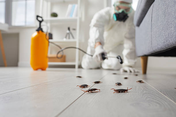 Commercial Kitchen Cockroach Control in Coalgate
